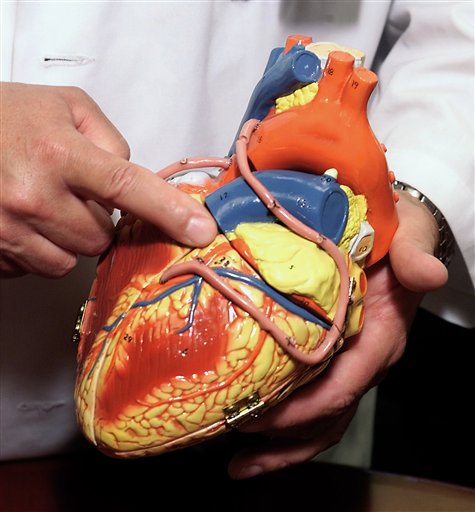Human Stem Cells Grow Heart Muscle