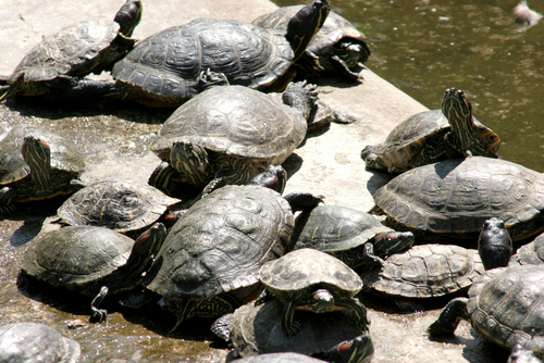 Turtles Shut Down NYC Runway