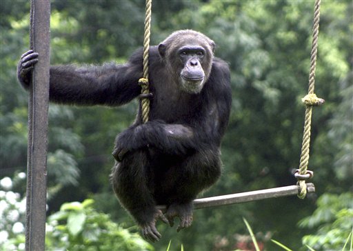 Chimps Can Get AIDS: Study