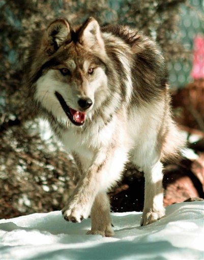 Mexican Wolf Recovery Is Howling Flop