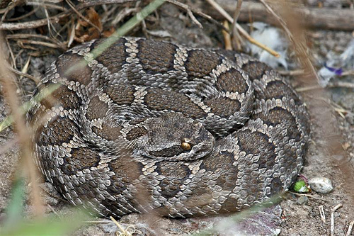 Snakebites Surge in Texas, Calif.