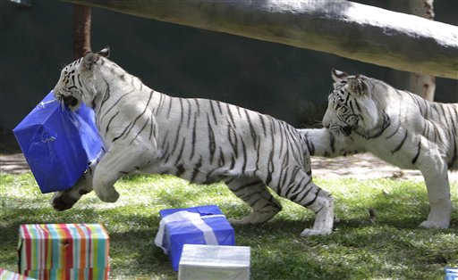 Tiger Flees Magic Act for Vegas Streets