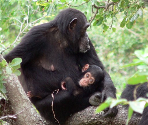 Malaria Jumped From Chimps to Humans
