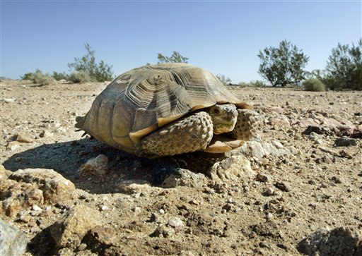 Army Seeks New Home for Desert Tortoises