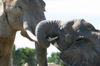 Circus Elephant Elopes With Wild Suitor