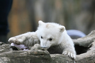 Russia Will Hunt Polar Bears to Save Them