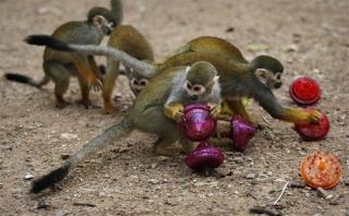 Scientists Cure Red-Green Color Blindness in Monkeys
