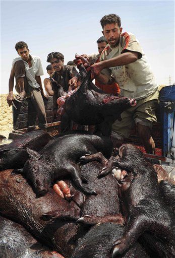 Egypt Kills All Pigs— But Pigs Eat All Trash