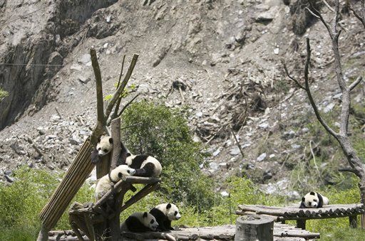 Chinese Pandas to Head Home After Quake Fixup