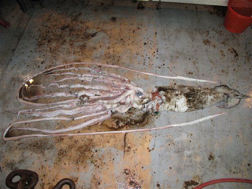 Taxi-Sized Squid Caught off Louisiana