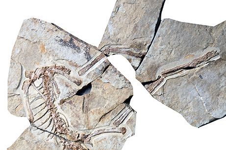 Oldest Feathered Dino Found in China