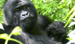 Mountain Gorillas Take Fight to Survive Online