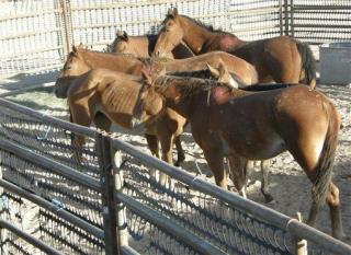 Feds to Sterilize Wild Mustangs