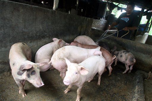 Russian Banks Foreclose on Pigs, Lingerie