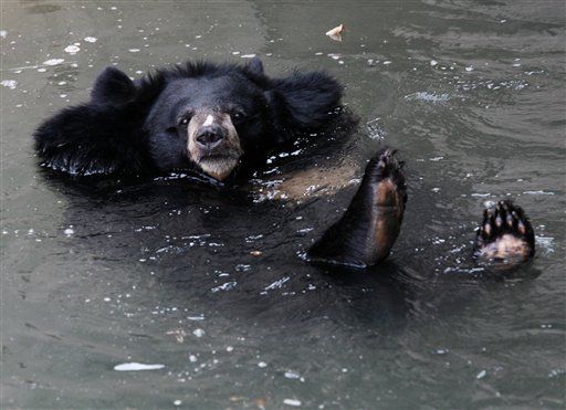 Bear Kills Kashmir Militants