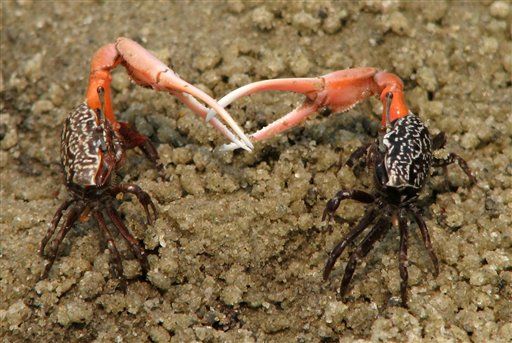 Hooker Crabs Swap Sex for Safety
