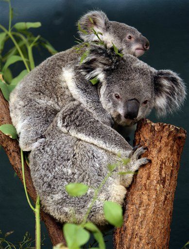 Koalas Face Extinction by Climate, Chlamydia?