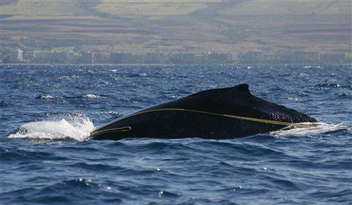 Hawaiians Scramble to Save Entangled Whale