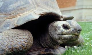 Tortoise Loverboy, 146, Dies in Paris