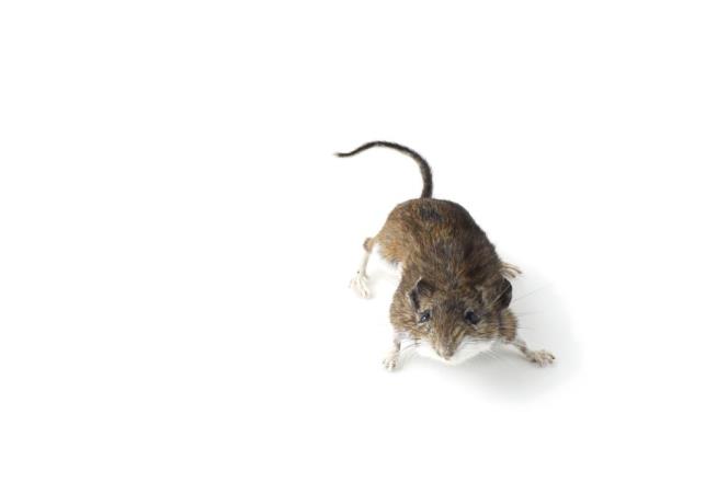 Mice Prove Gender Isn't Fixed at Birth
