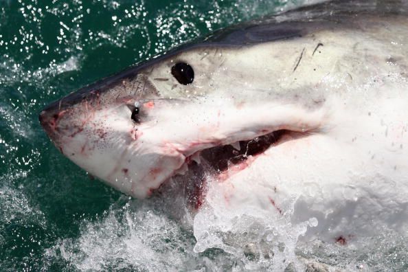 Bus-Sized Shark Eats Cape Town Tourist