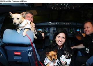 150 New Yorkers Vie for 15 Chihuahuas