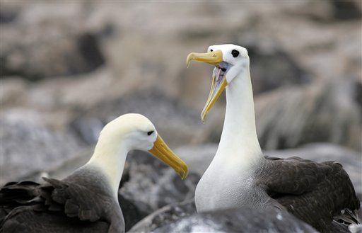 'Lesbian' Albatrosses Raising Baby