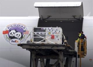 US-Born Pandas Get Celebrity Welcome in China
