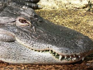 13-Foot Alligator Kills 11-Year-Old Girl