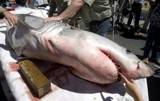 Great Whites Now Rarer Than Tigers