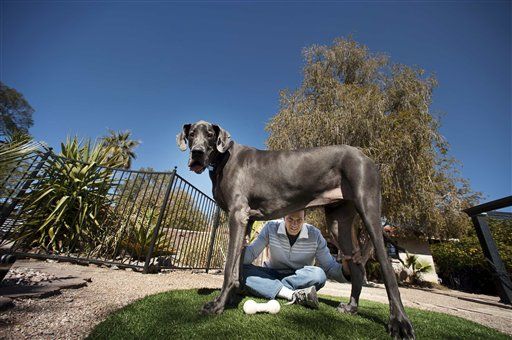 Guinness Crowns George World's Tallest Dog