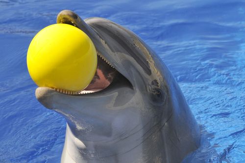 Stoner Goes to Cops After Girlfriend Morphs Into Dolphin