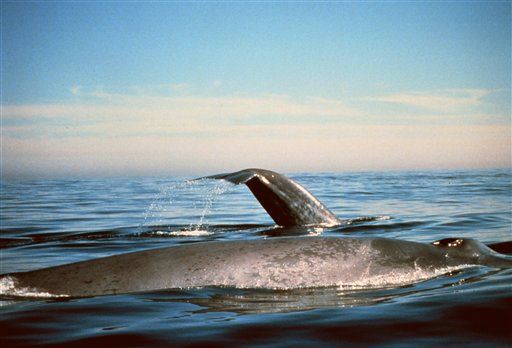 Why Whaling May Worsen Warming