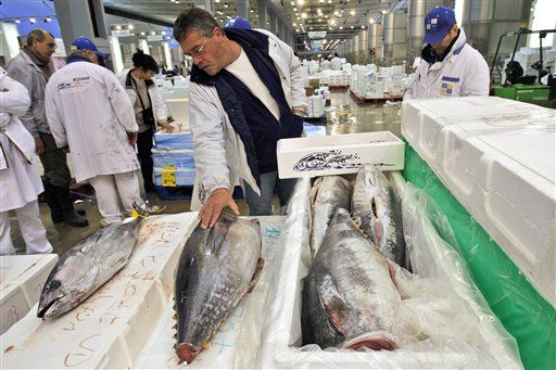 US Backs Bluefin Tuna Ban