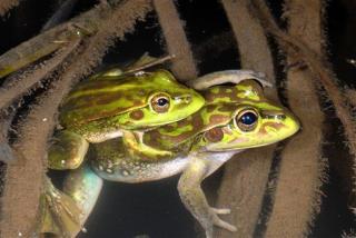 Aussies Find 'Extinct' Bell Frog