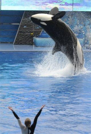 Orca, Owners Shouldn't Be Stoned ... Just Euthanized