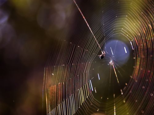 Spider Silk Discovery Opens Way to Super Matter