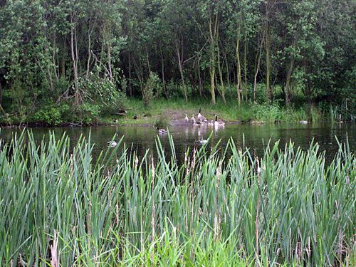 'Lough Ness Monster' Eating Brit Ducks