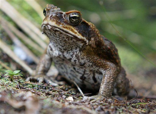 Toads Can Predict Earthquakes