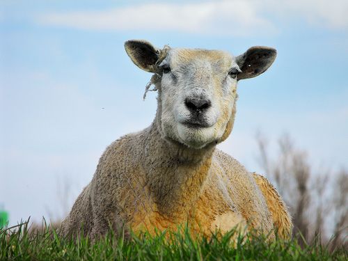 UFOs Are Attacking Our Sheep: Brits