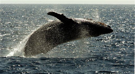 Canoeist: Whale Drowned My Pal