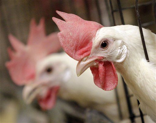 'Peace' Chickens Bred to Avoid Farm Cannibalism