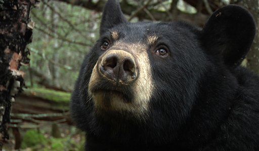 'Pastry Poacher' Killed Bear Lured With Donuts