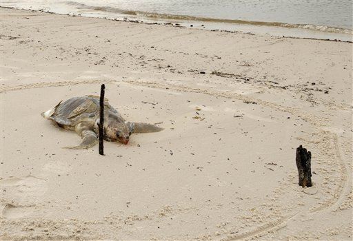 Dead Turtles Washing Up Near Gulf Spill