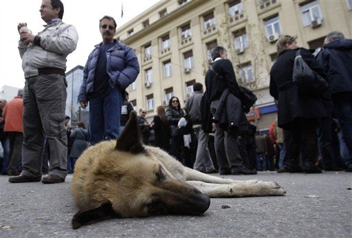 Stray Dog Sides With Greek Protesters