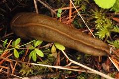 Slug Eating Dare Leaves Man In Critical Condition