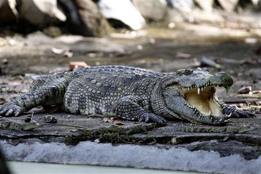 Zoo Shows Off Its Crocs— Then Roasts Them for You