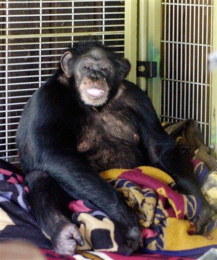 Mauling Chimp's Owner Dead