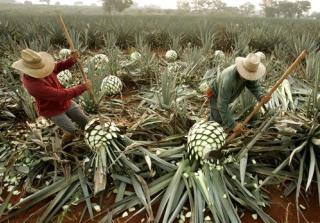 Tequila Industry Gets Salty