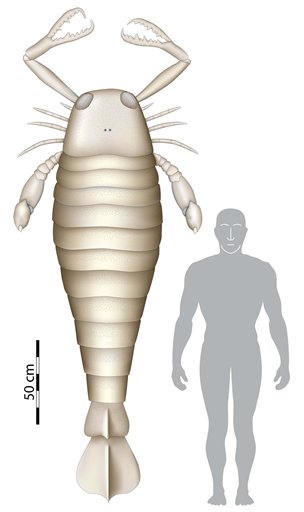 Arachnophobia! 8-Foot Fossil Scorpion Is Biggest Bug